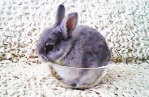 Bunny in a Bowl.gif